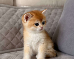 Кошки в Тюмени: Котята Британская золотая шиншилла Мальчик, 40 000 руб. - фото 1