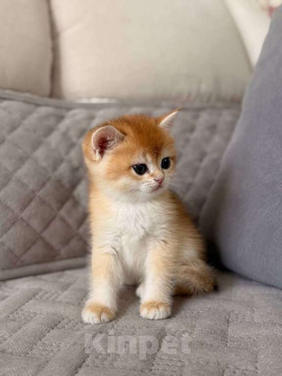 Кошки в Тюмени: Котята Британская золотая шиншилла Мальчик, 40 000 руб. - фото 1