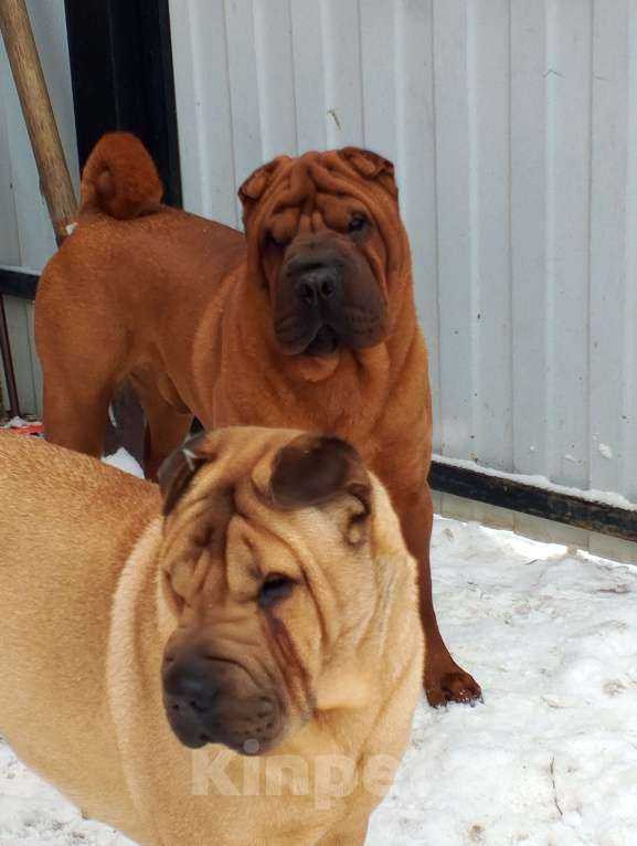 Собаки в Туле: Вязка дорого Мальчик, Бесплатно - фото 1