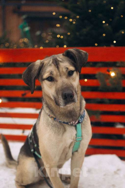 Собаки в Москве: Мечтательная леди Эс в поиске семьи  Девочка, Бесплатно - фото 4