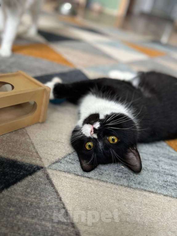 Кошки в Балашихе: Котик Лимончелло в добрые руки Мальчик, Бесплатно - фото 1