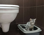 Кошки в Домодедово: Найденыши Мальчик, Бесплатно - фото 2