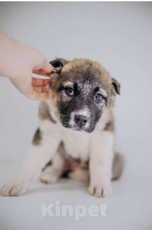 Собаки в Видном: Тэя Девочка, Бесплатно - фото 1