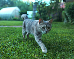 Кошки в других городах Ленинградской области: Кошечка Дюльсинея нуждается в доме Девочка, Бесплатно - фото 5