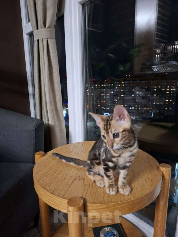 Кошки в Ростове-на-Дону: Бенгальские котята Девочка, 17 000 руб. - фото 2