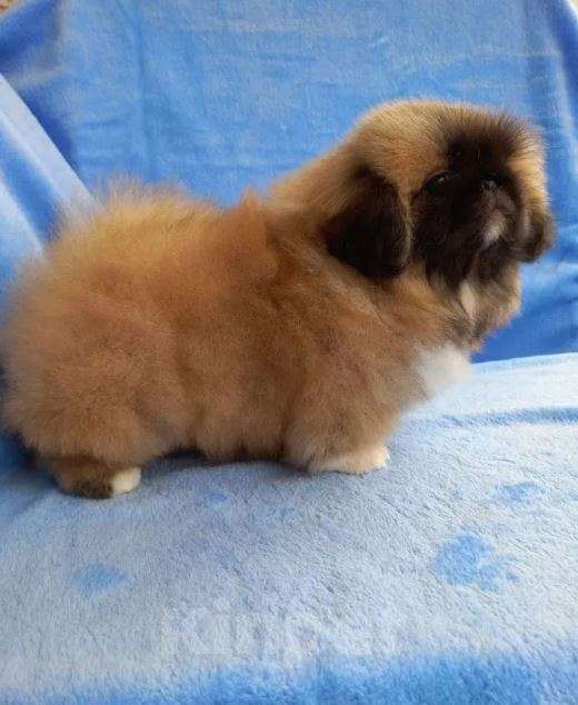 Собаки в Самаре: Пекины Императорская собака Мальчик, Бесплатно - фото 3