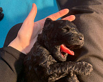 Собаки в Санкт-Петербурге: Продаются щенки малого пуделя Мальчик, 45 000 руб. - фото 1