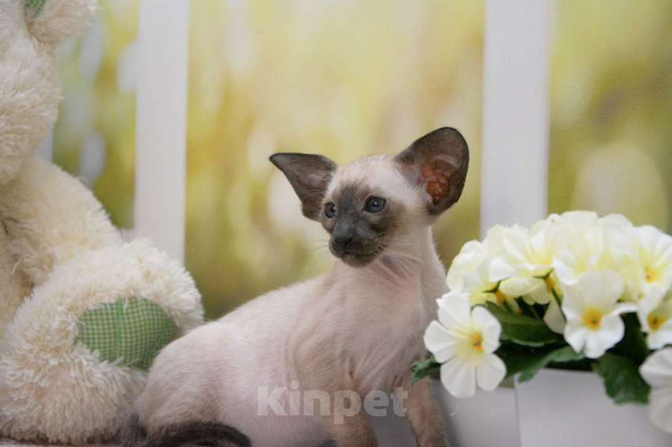 Кошки в Санкт-Петербурге: Ориентальная кошка 2.5 мес  Девочка, 70 000 руб. - фото 6