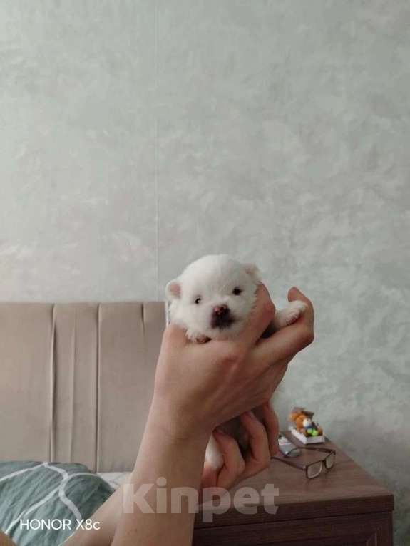 Собаки в Новосибирске: Немецкий шпиц Мальчик, 30 000 руб. - фото 1