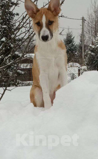 Собаки в Щелково: Балта якутенок в добрые руки Девочка, Бесплатно - фото 4