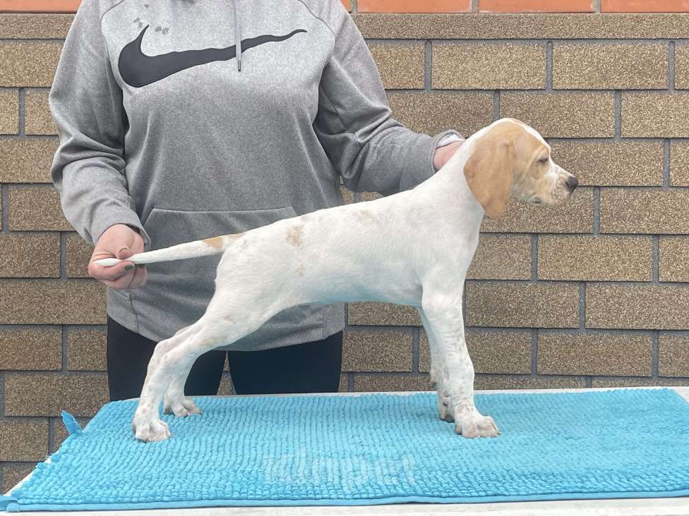 Собаки в Новосибирске: С-Атомик Мальчик, 50 000 руб. - фото 4