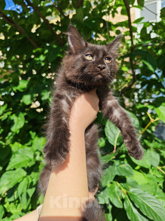 Кошки в Санкт-Петербурге: Котята мейн-кун Девочка, 35 000 руб. - фото 7