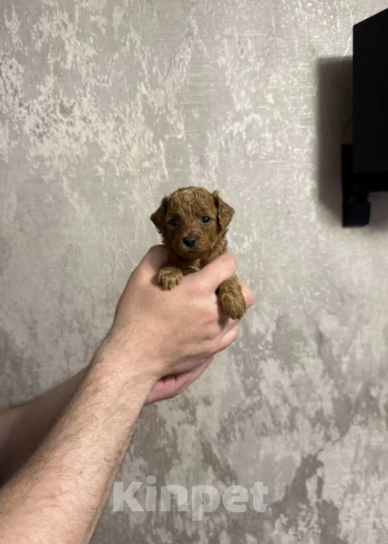 Собаки в Москве: Мальчик Мальчик, 40 000 руб. - фото 1