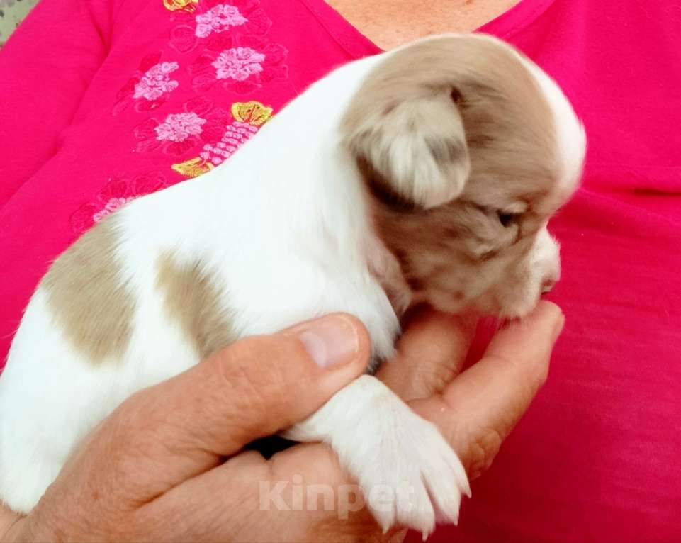 Собаки в Краснодаре: Щенки чихуахуа Девочка, 25 000 руб. - фото 2