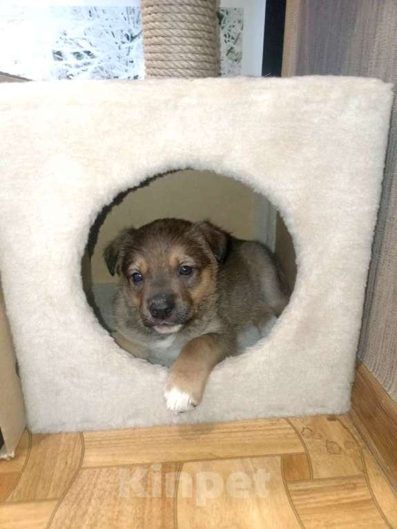 Собаки в Ангарске: Отдаю щенка Мальчик, 2 руб. - фото 3