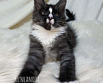 Кошки в Екатеринбурге: мейн-кун полидакт  Девочка, 30 000 руб. - фото 3