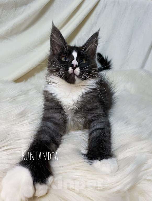 Кошки в Екатеринбурге: мейн-кун полидакт  Девочка, 30 000 руб. - фото 3