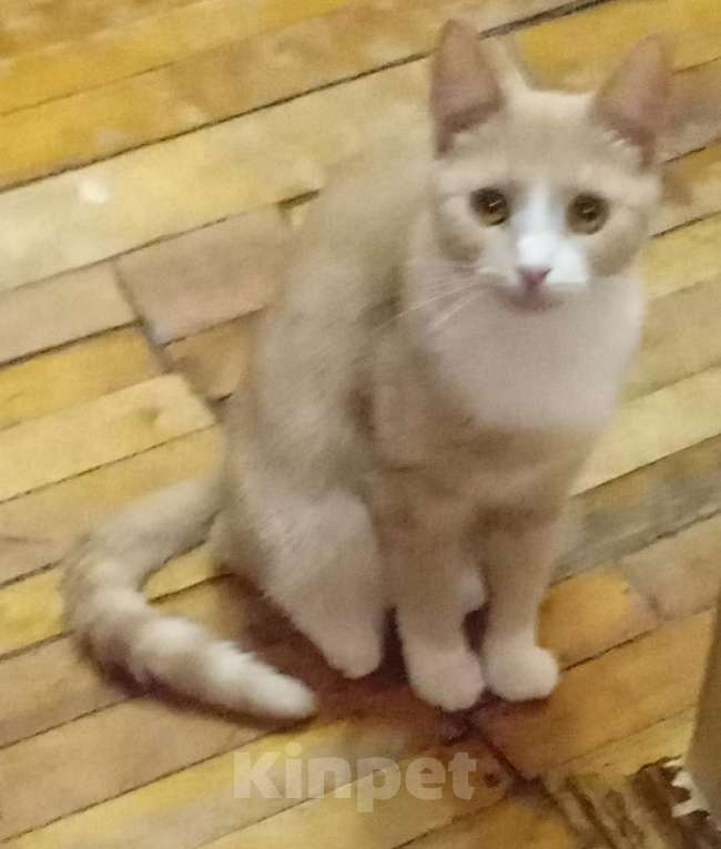 Кошки в Москве: Тёмно-рыжая анатолийская кошечка Девочка, Бесплатно - фото 3