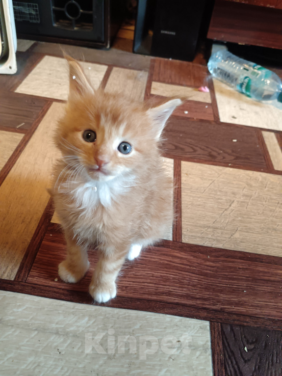 Кошки в Ангарске: Котята породы Мейн-Кун Мальчик, 6 000 руб. - фото 1