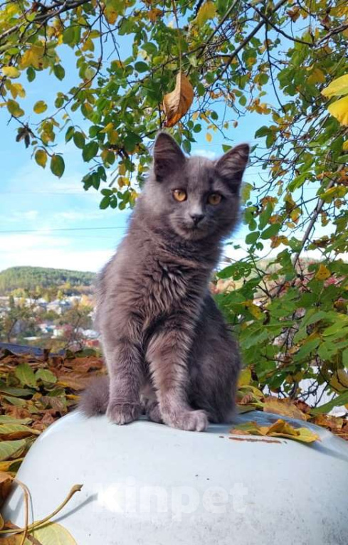 Кошки в Санкт-Петербурге: Красивая пушистая кошечка-подросток Девочка, Бесплатно - фото 2