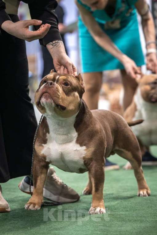 Собаки в Санкт-Петербурге: Щенок Американский Булли Мальчик, Бесплатно - фото 5