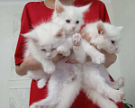 Кошки в Белгороде: Котята мейн-кун Мальчик, 15 000 руб. - фото 10