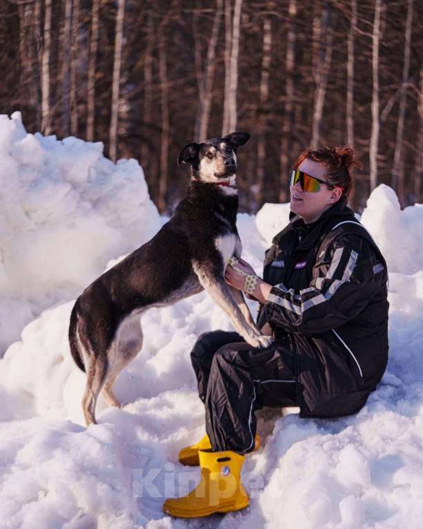 Собаки в других городах Московской области: Миниатюрная и очень милая собачка хочет домой Девочка, Бесплатно - фото 3