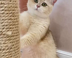 Кошки в Благовещенске: Британский котенок в набивной шубке Мальчик, 50 000 руб. - фото 1