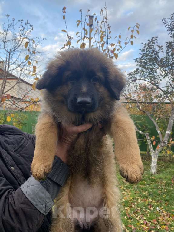 Собаки в Казани: Щенок длинношерстной немецкой овчарки Девочка, Бесплатно - фото 2