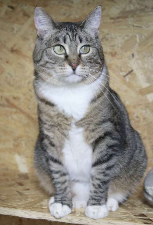 Кошки в Москве: С рождения в клетке  Девочка, Бесплатно - фото 4