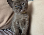 Кошки в других городах Ленинградской области: Бурманские котята Разнополые, 35 000 руб. - фото 5