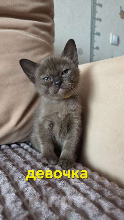 Кошки в других городах Ленинградской области: Бурманские котята Разнополые, 35 000 руб. - фото 5