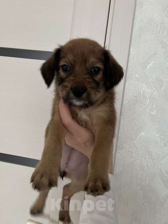 Собаки в Краснодаре: Щенок эстонской гончей  Девочка, 1 000 руб. - фото 1