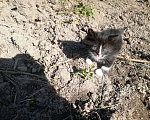 Кошки в Калуге: черненькая девочка мало белого Девочка, Бесплатно - фото 1