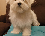 Собаки в Перми: Малыши породы Мальтийская болонка Мальчик, 30 000 руб. - фото 2