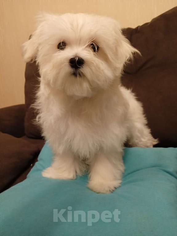 Собаки в Перми: Малыши породы Мальтийская болонка Мальчик, 30 000 руб. - фото 2