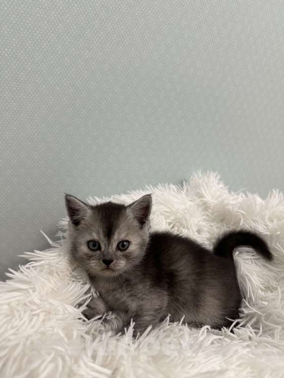 Кошки в Москве: продаю милейшую девочку  Девочка, 15 000 руб. - фото 4