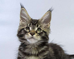 Кошки в Москве: Котенок Мейн кун. Мальчик, Бесплатно - фото 2