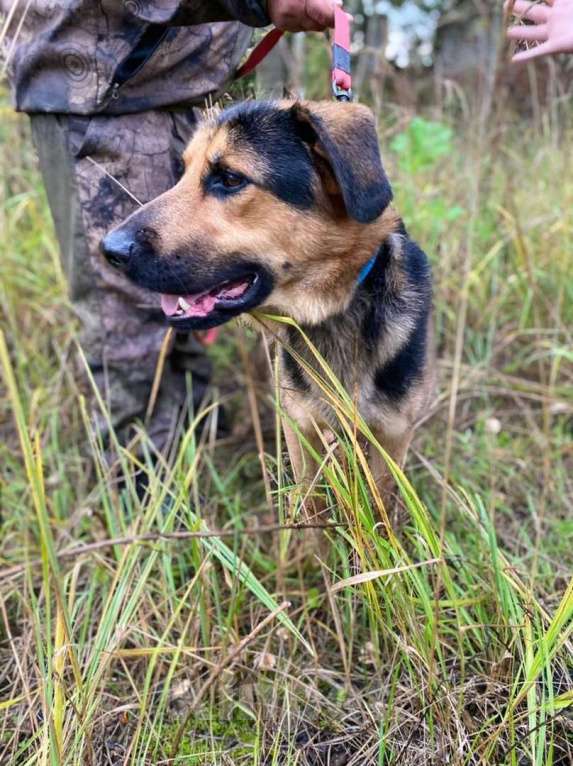 Собаки в Москве: Метис овчарки классный парень ищет семью Мальчик, 10 руб. - фото 2