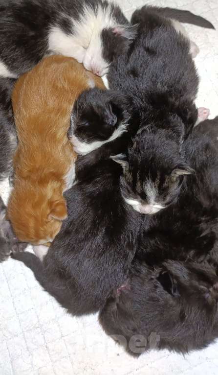 Кошки в других городах Новосибирской области: Котята Мейн-кун  Мальчик, 16 000 руб. - фото 8