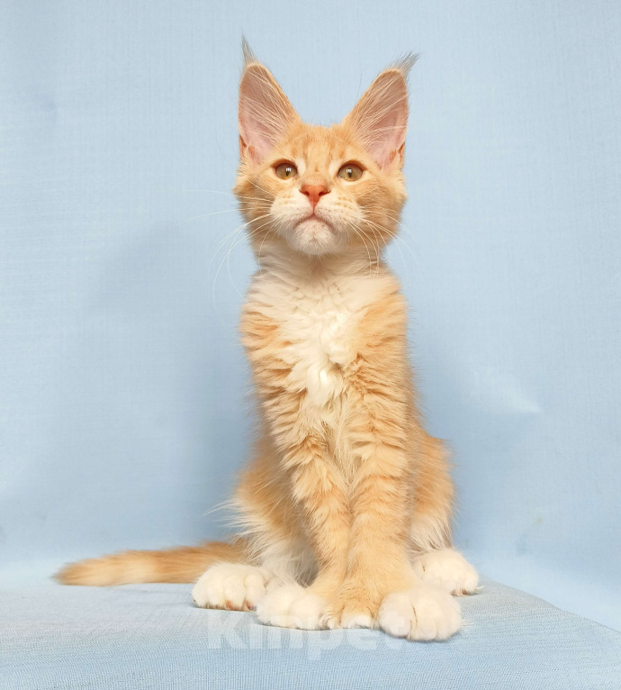 Кошки в Москве: Мейн-Кун полидакт Девочка из питомника Девочка, 60 000 руб. - фото 3