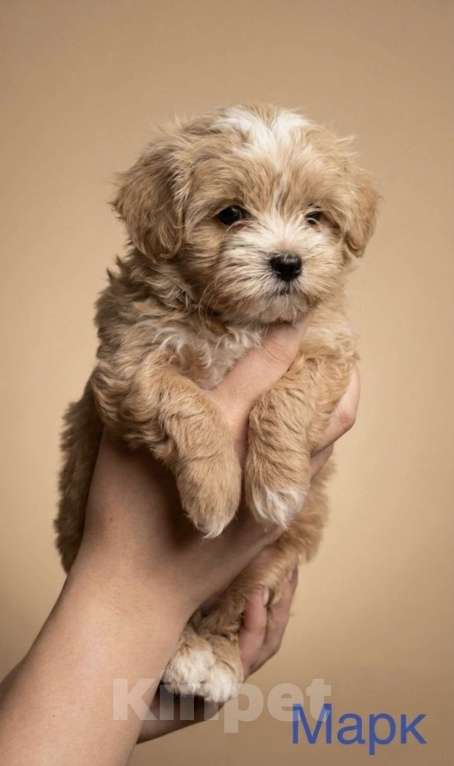 Собаки в Серпухове: Щеночки Мальтипу F1 Мальчик, Бесплатно - фото 2