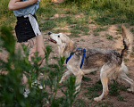 Собаки в Волоколамске: Ласковый мальчишка в поисках дома Мальчик, Бесплатно - фото 7