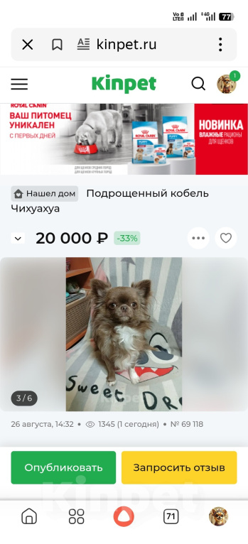 Собаки в Новосибирске: Чихуахуа Мальчик, 30 000 руб. - фото 3