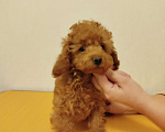 Собаки в Москве: Той-пудель щенок Мальчик, 150 000 руб. - фото 3