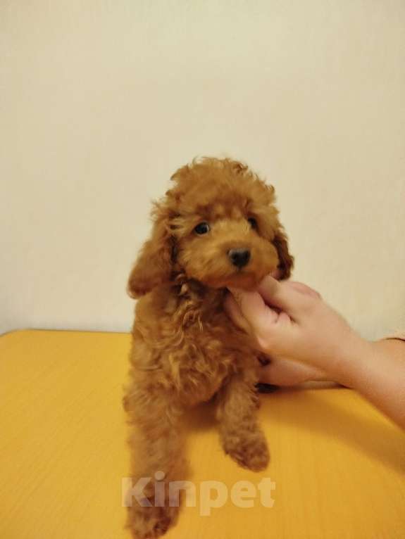 Собаки в Москве: Той-пудель щенок Мальчик, 150 000 руб. - фото 3