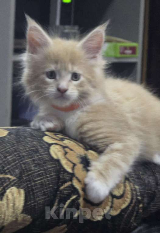 Кошки в Москве: Девочка 2 Девочка, 20 000 руб. - фото 6