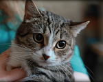 Кошки в Москве: Марси ищет дом  Девочка, Бесплатно - фото 4