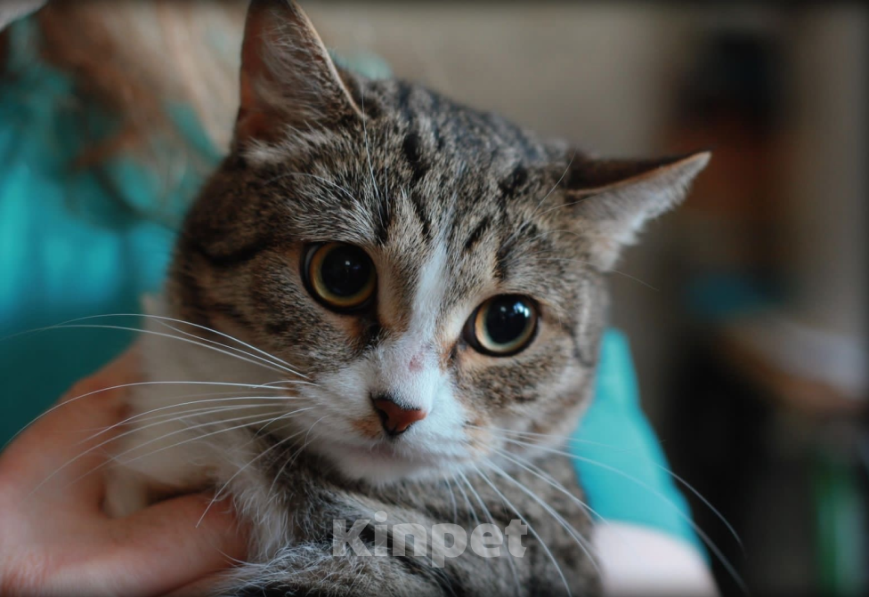 Кошки в Москве: Марси ищет дом  Девочка, Бесплатно - фото 4