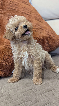 Мальтипу мини